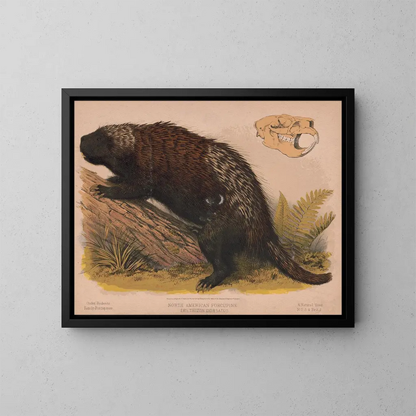 Nordamerikanischer Stachelschwein - Louis Prang Co — gerahmtes Bild an der Wand