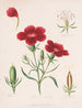 Rose et ses parties - Louis Prang Co — Ansicht des Kunstwerks