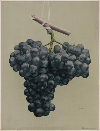 Louis Prang Co - Prize black Alicante grapes.webp