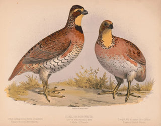 Louis Prang  Co - Quail or BobWhite Ortyx virginianus bon 1 Male 2 Female.webp