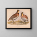 Caille ou Bobwhite Ortyx virginianus bon 1 mâle 2 femelles - Louis Prang Co — gerahmtes Bild an der Wand