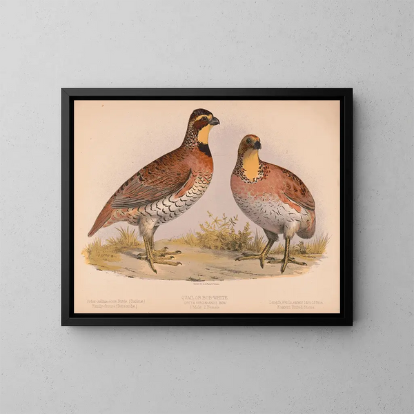 Caille ou Bobwhite Ortyx virginianus bon 1 mâle 2 femelles - Louis Prang Co — gerahmtes Bild an der Wand