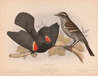 Louis Prang  Co - Redwinged blackbird Agelaius phniceus vieill 1 Male 2 Female.webp