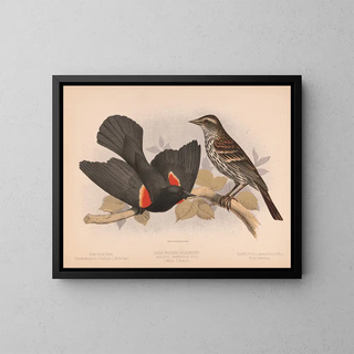 Louis Prang  Co - Redwinged blackbird Agelaius phniceus vieill 1 Male 2 Female.webp
