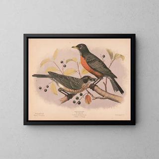 Louis Prang  Co - Robin Turdus migratorius 1 Adult 2 Young.webp