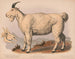 Ziege der Rocky Mountains - Louis Prang Co — Ansicht des Kunstwerks