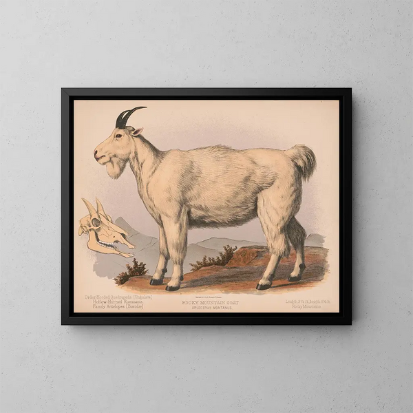 Ziege der Rocky Mountains - Louis Prang Co — gerahmtes Bild an der Wand