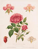 Rose et ses parties - Louis Prang Co — Ansicht des Kunstwerks