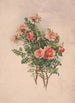Rosen - Louis Prang Co — Ansicht des Kunstwerks