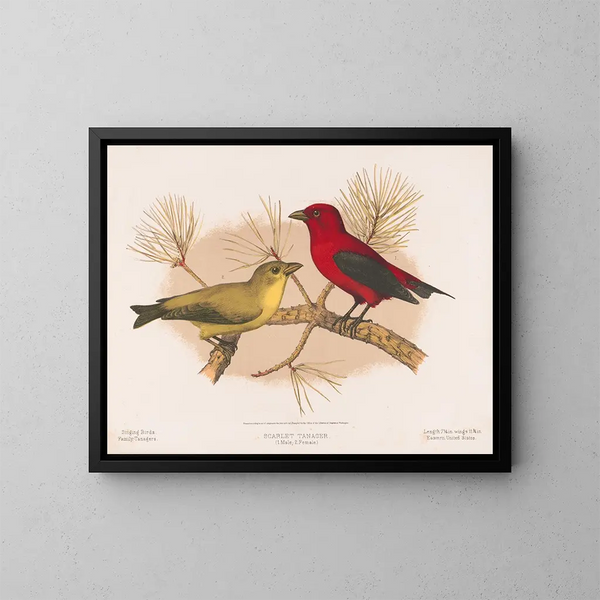 Tangara écarlate 1 mâle 2 femelles - Louis Prang Co — gerahmtes Bild an der Wand