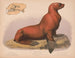 Löwe des Meeres männlich Eumetopias stelleri - Louis Prang Co — Ansicht des Kunstwerks