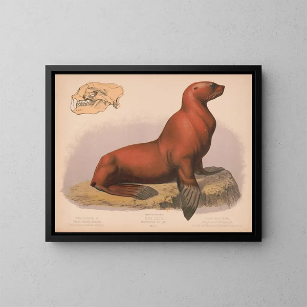 Löwe des Meeres männlich Eumetopias stelleri - Louis Prang Co — gerahmtes Bild an der Wand