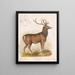 Der amerikanische Elch - Louis Prang Co — gerahmtes Bild an der Wand
