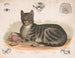 Der Hauskater - Louis Prang Co — Ansicht des Kunstwerks