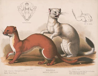 Fouines Mustela longicauda - Louis Prang Co — Ansicht des Kunstwerks