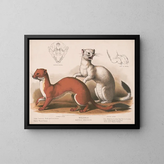 Fouines Mustela longicauda - Louis Prang Co — gerahmtes Bild an der Wand