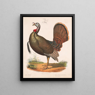 Louis Prang Co - Wild turkey.webp