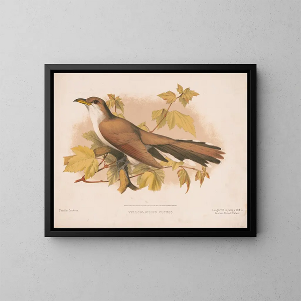 Coucou à bec jaune - Louis Prang Co — gerahmtes Bild an der Wand