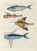 Fische, Flusskrebse und Krabben in verschiedenen Farben und außergewöhnlichen Figuren Pl010 - Louis Renard — Ansicht des Kunstwerks