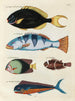 Fische, Flusskrebse und Krabben in verschiedenen Farben und außergewöhnlichen Figuren Pl022 - Louis Renard — Ansicht des Kunstwerks