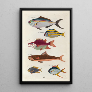 Louis Renard - Poissons ecrevisses et crabes de diverses couleurs et figures extraordinaires Pl027.webp