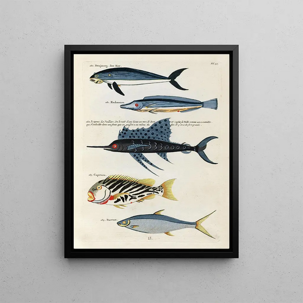 Louis Renard - Poissons ecrevisses et crabes de diverses couleurs et figures extraordinaires Pl034.webp