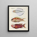 Fische, Flusskrebse und Krabben in verschiedenen Farben und außergewöhnlichen Figuren Pl041 - Louis Renard — gerahmtes Bild an der Wand