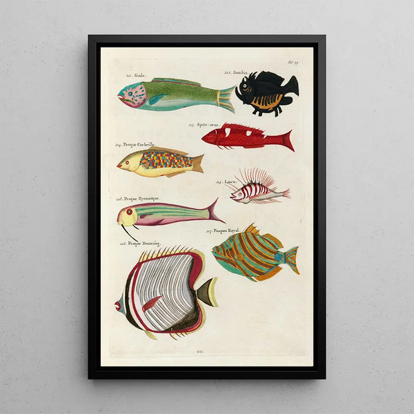 Louis Renard - Poissons ecrevisses et crabes de diverses couleurs et figures extraordinaires Pl043.webp