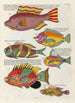 Fische, Flusskrebse und Krabben in verschiedenen Farben und außergewöhnlichen Figuren Pl047 - Louis Renard — Ansicht des Kunstwerks