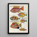 Fische, Flusskrebse und Krabben in verschiedenen Farben und außergewöhnlichen Figuren Pl047 - Louis Renard — gerahmtes Bild an der Wand