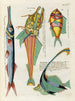 Fische, Flusskrebse und Krabben in verschiedenen Farben und außergewöhnlichen Figuren Pl057 - Louis Renard — Ansicht des Kunstwerks
