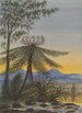 Blick nahe Auckland Abend Bäume und Farne - Lt Gen Charles Emilius Gold — Ansicht des Kunstwerks