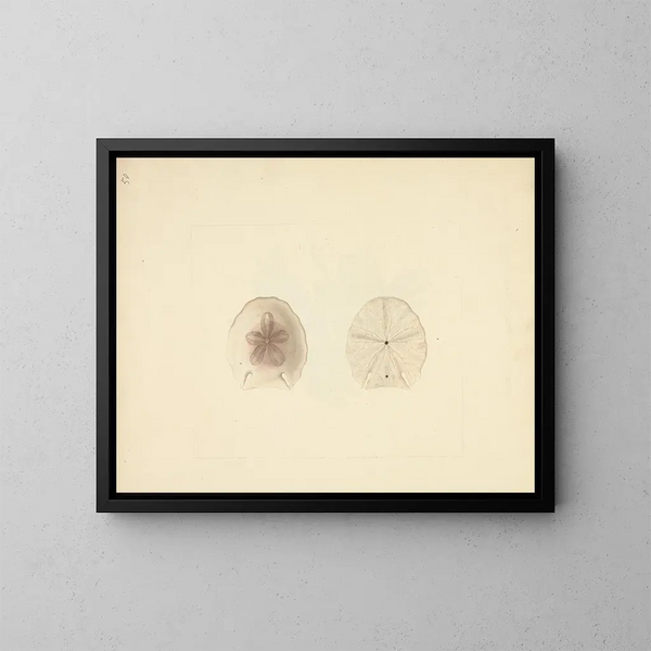 Clypéasteroïdes - Luigi Balugani — gerahmtes Bild an der Wand