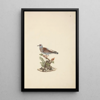 Luigi Balugani - Columba guinea.webp