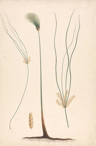Luigi Balugani - Cyperus papyrus L.webp