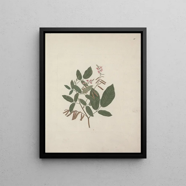 Luigi Balugani - Desmodium.webp