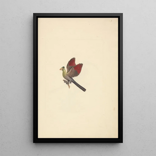 Luigi Balugani - Tauraco leucotis.webp