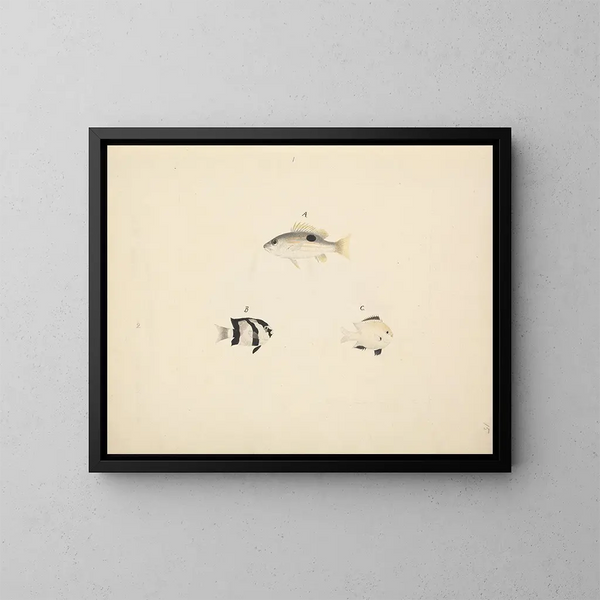 Drei unbekannte Fische - Luigi Balugani — gerahmtes Bild an der Wand