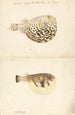 Zwei Fisch-Globusse - Luigi Balugani — Ansicht des Kunstwerks