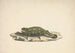 Caméléon non identifié - Luigi Balugani — Ansicht des Kunstwerks