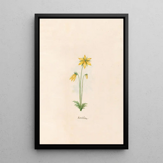 Magdelena Rosina Funck - Aconitm.webp