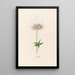 Anemone - Magdalena Rosina Funck — gerahmtes Bild an der Wand