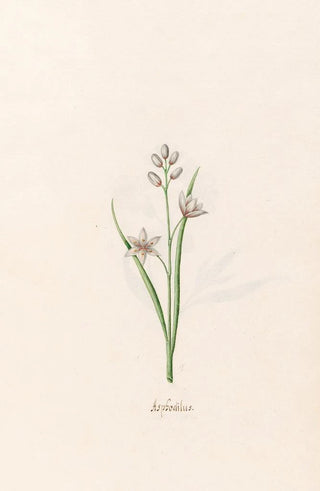 Magdelena Rosina Funck - Asphodilus.webp