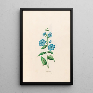 Magdelena Rosina Funck - Blattaria.webp