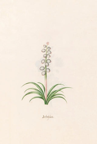 Magdelena Rosina Funck - Botrdes.webp