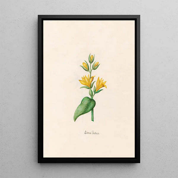 Magdelena Rosina Funck - Canna Indica.webp