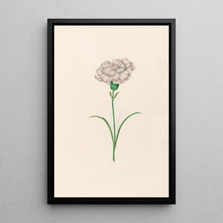 Magdelena Rosina Funck - Carnation.webp