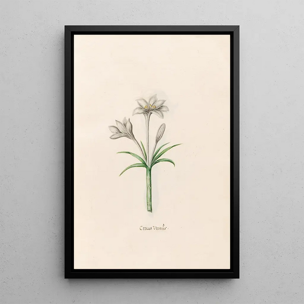 Magdelena Rosina Funck - Crocus Verns.webp
