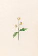 Marguerite - Magdalena Rosina Funck — Ansicht des Kunstwerks