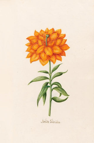 Magdelena Rosina Funck - Geflte Feer Lilia Lily.webp